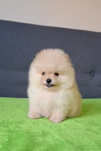 Pomeranian - Carlos