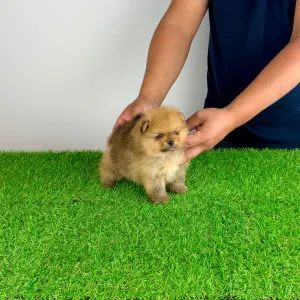 Pomeranian - Texus