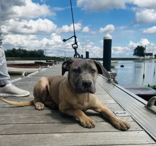 Cane corso - Caramell