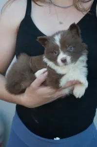 Border Collie - Fekete Nyakörv/ Barna Kan