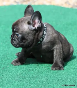 French Bulldog - Lyon
