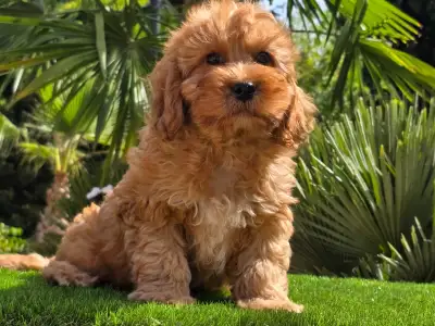 Cavapoo - Mendosa