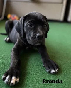 Cane Corso - Brenda
