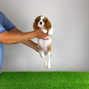 Cavalier King Charles Spaniel - Zercho