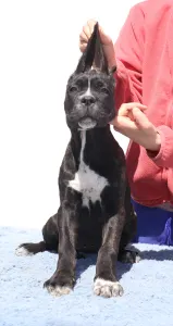 Cane Corso - Chelsea