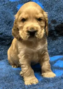 Cocker Spaniel anglais - Domino