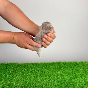 Чихуахуа - Elton