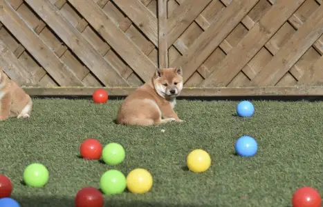 Shiba - Bravados Fumio