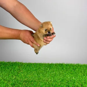 Pomeranski špic - Anno