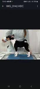 Basenji - Boy 2 Trikolor Name-  Protective King 
