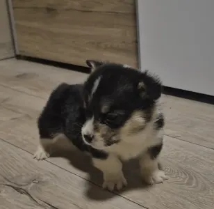 Welsh Corgi Pembroke - Leo