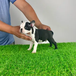 Boston Terrier - Yacco