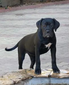 Cane Corso Italiano - Teresa