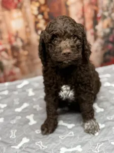 Romagna Water Dog - Grain Of Sand Charles Darwins Evolution