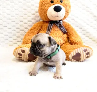 Francia bulldog - Herkules