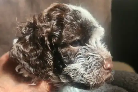 Romagna Water Dog - Szilva