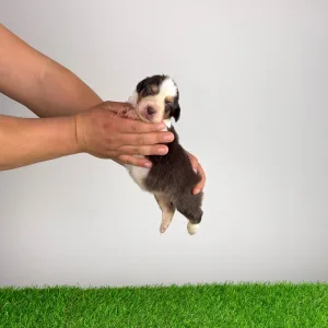 Australian Shepherd - Dirk