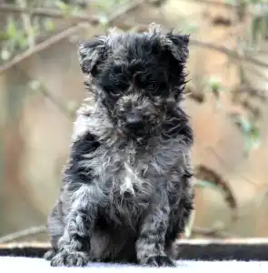 Mudi - Pörgelóci Sipirc