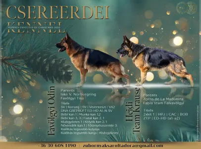 German Shepherd Dog - Csereerdei Kántor
