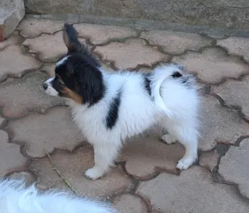 Papillon - Lucky Alien Mirabella 