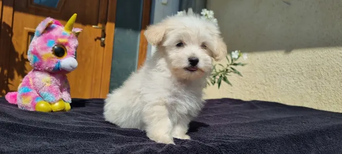 Maltipoo - Hope