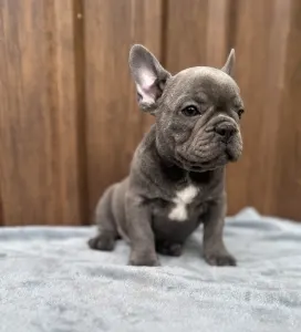 Francuski buldog - Richie