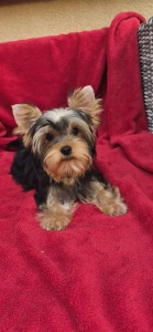 Yorkshire Terrier - Wizzard (adult Weight 2,8-3kg)