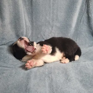 Border Collie - Dazzling Borders
