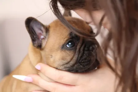 Französische Bulldogge - Udon