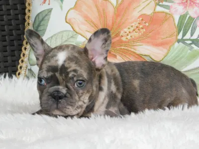 French Bulldog - Gamora