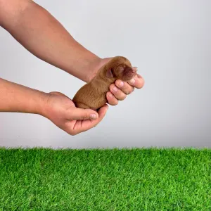 Cavalier King Charles Spaniel - Jay-Jo