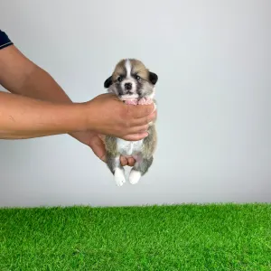 Welsh Corgi Pembroke - Blanca