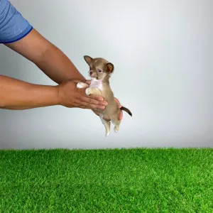 Chihuahua - Kwai