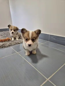 Welsh Corgi Pembroke - Dodo