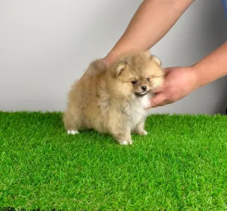 Pomeranian - Poppy