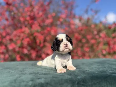 Cocker americano - Tricolor