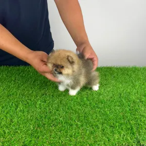 Pomeranian - Mandarin