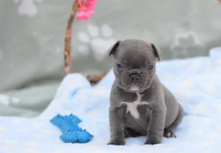 Francuski buldog - Magnus