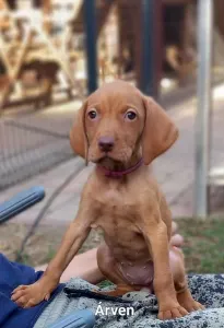 Hungarian Short-haired Vizsla - Becses Vadász Árven