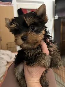 Yorkshire Terrier - Helga