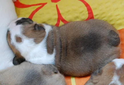 Bulldog - Rengőhegyi-ormán Delisa