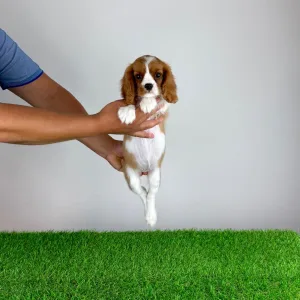 Cavalier King Charles Spaniel - Tabita