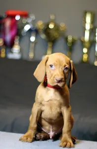 Wyżeł węgierski krótkowłosy - Pörgelóci Ferrari