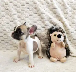 Francia bulldog - Elton