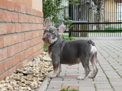 French Bulldog - Sedrick