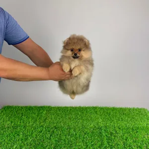 Pomeranian - Gali