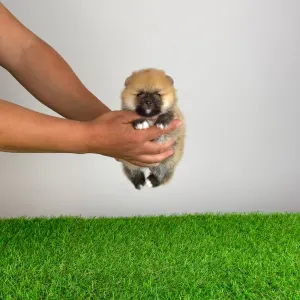 Spitz tedesco piccolo - Bennet