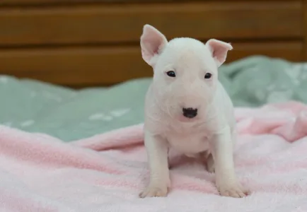 Bull terrier miniature - Kimi