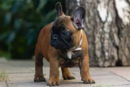 Französische Bulldogge - Black Pirate