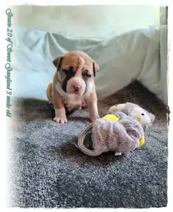 Amerykański staffordshire terier - Grace Of Sweet Gangland